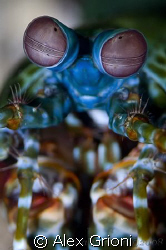 Peacock mantis shrimp by Alex Grioni 